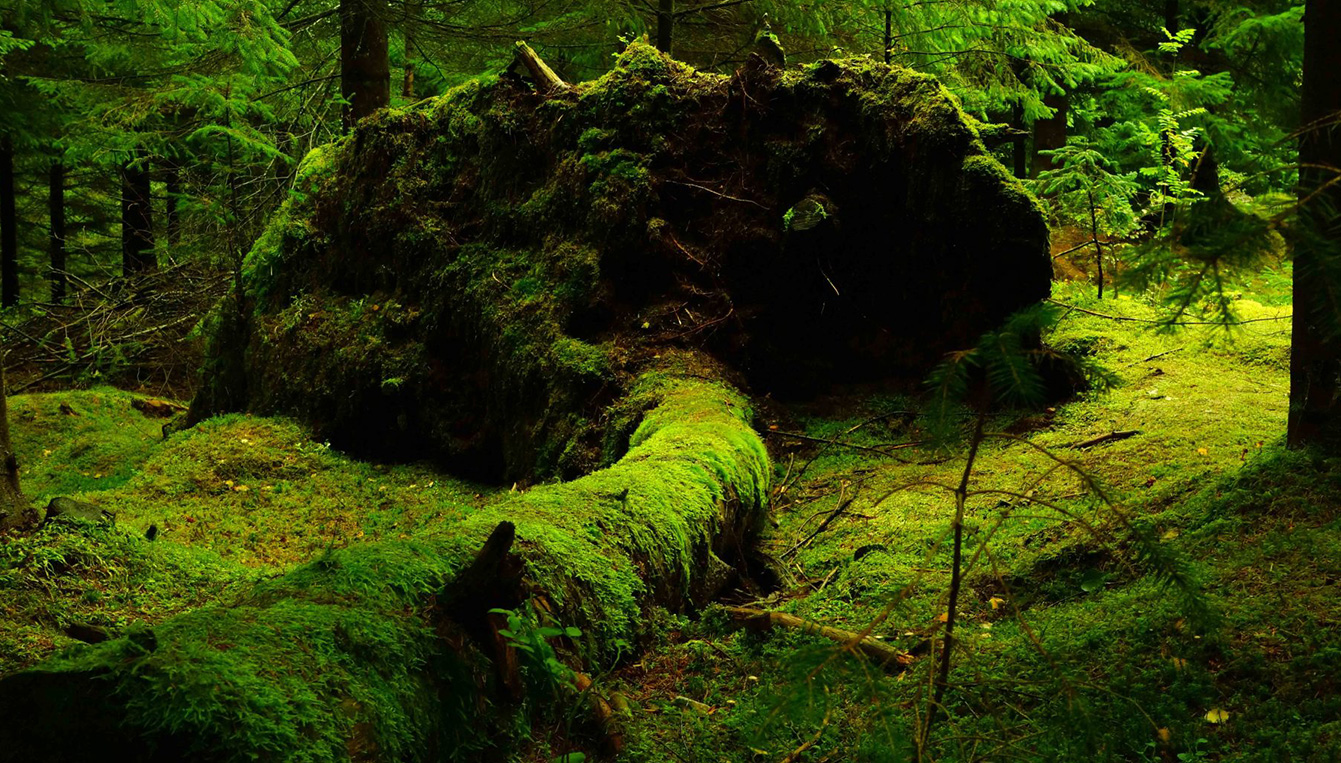 Forest Moss