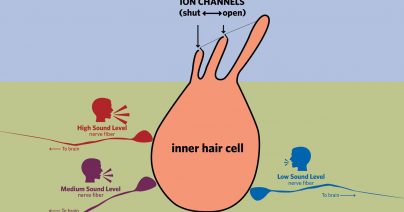 Ion Channels and Nerve Fibers: Cool New Hearing Research We’re Reading About