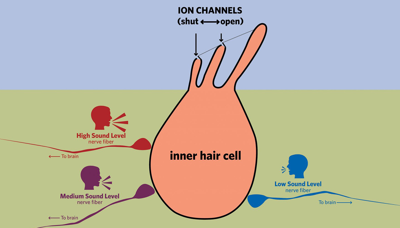 Inner Hair Cell Illustration