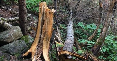 When a Tree Falls in the Forest…Does it Make NOISE? The Commonwealth Noise Regulation