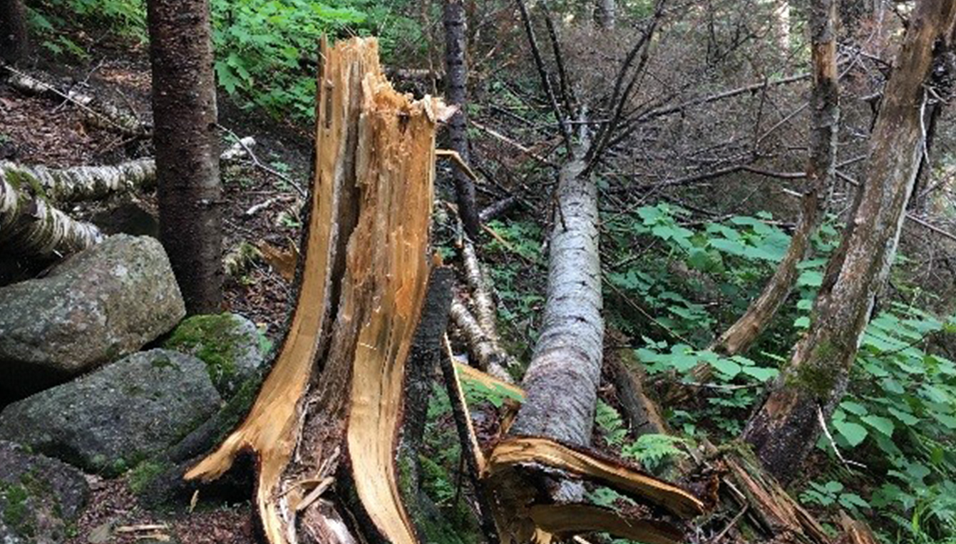 Fallen Tree