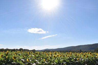 Allie Lam Sunflower Field photo