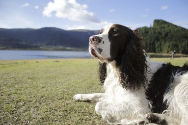 Mariana Botero's dog Gaston looking off into the distance