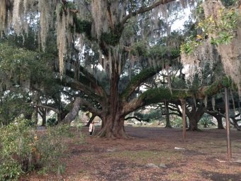 Kristen Murphy next to massive oak tree