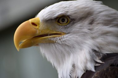 Tom Testagrossa Bio Bald Eagle