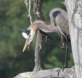 Tom Testagrossa Bio Great Blue Heron Stalking