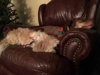 An image of two dogs snuggling on the couch. One is short haired and brown, the other is a longer haired dog with crème colored fur.