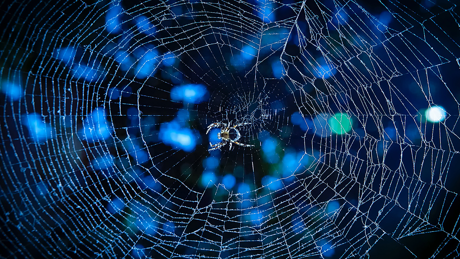spiderweb-blog-unsplash